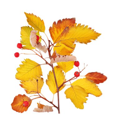 Şube yaprakları ve beyaz arka plan üzerinde izole çilek ile