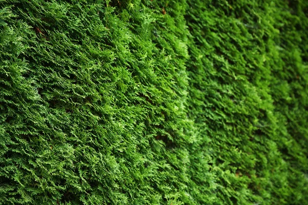 Зеленые листья стены фона — стоковое фото