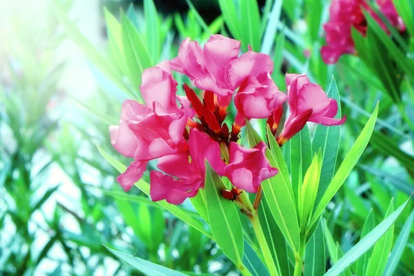 Hermosas flores en el jardín — Foto de Stock