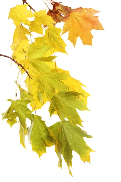 Zweig mit Ahornblättern isoliert auf weißem Hintergrund — Stockfoto