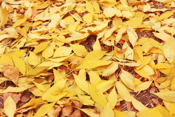 Colorate foglie autunnali sfondo, primo piano — Foto Stock