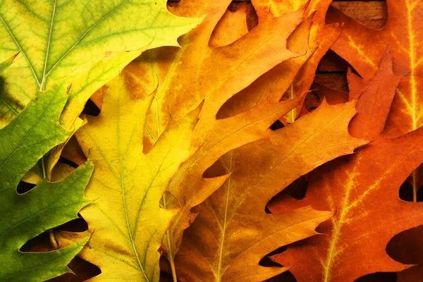 Färgglada och ljusa fallna höstlöv bakgrund, närbild — Stockfoto