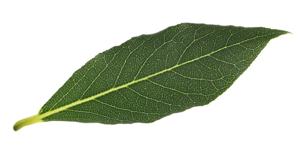 Färska lagerblad — Stockfoto