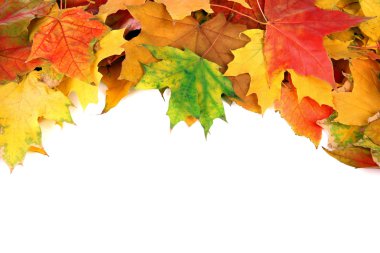 Sonbahar akçaağaç çerçevesinde kopya alanı ile beyaz zemin üzerine bırakır.