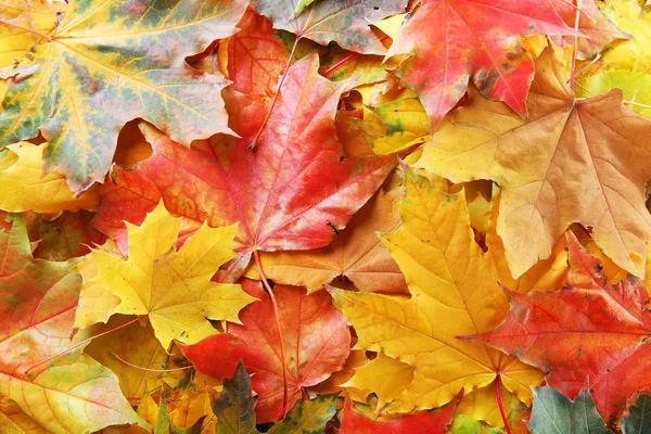 Autumn maple leaves — Stock Photo, Image