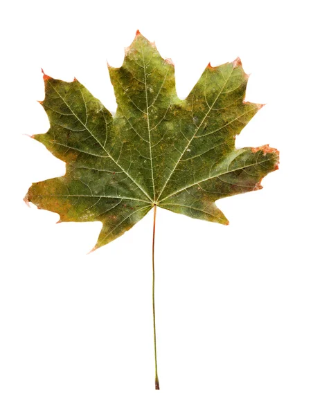 Autumn maple leaf — Stock Photo, Image