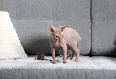 Kanepede oyuncakla oynayan kedi sphynx
