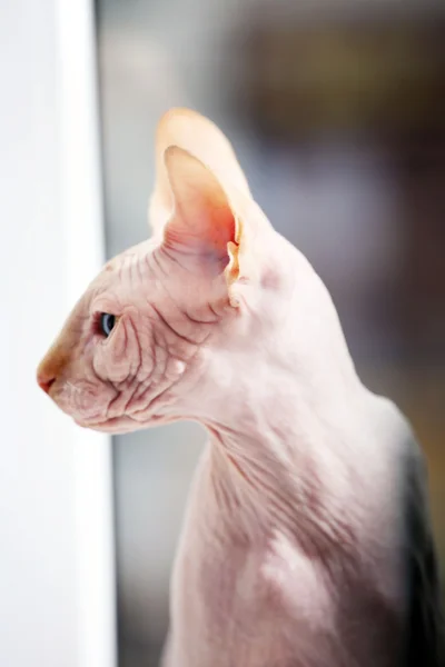 Sphynx kedi pencereden dışarı bakarak — Stok fotoğraf