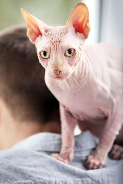 Genç adam omuzlarında oturan kedi sphynx — Stok fotoğraf