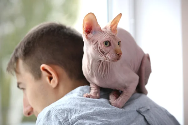 Gatto sfinge seduta su giovane uomo spalle — Foto Stock