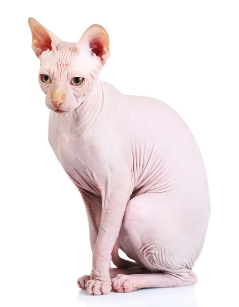 Esfinge de gato en veterinario, aislado en blanco — Foto de Stock