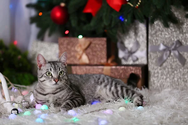 Schöne Katze in der Nähe von Weihnachtsbaum mit Dekoration — Stockfoto