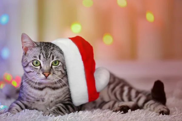 Schöne Katze auf hellem Hintergrund — Stockfoto