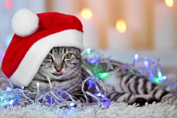 Vacker katt på ljus bakgrund — Stockfoto