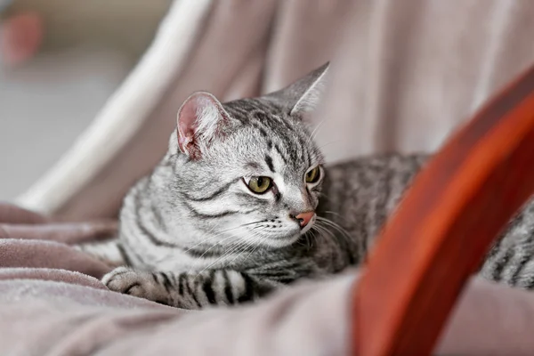 Schöne Katze auf hellem Hintergrund — Stockfoto