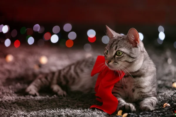 Beautiful cat near Christmas tree with decoration — Stock Photo, Image