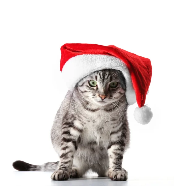 Christmas cat isolated on white — Stock Photo, Image