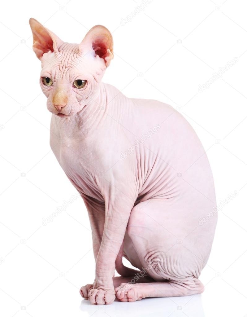 Sphynx Kot Na Weterynarza Na Białym Tle Zdjęcie Stockowe