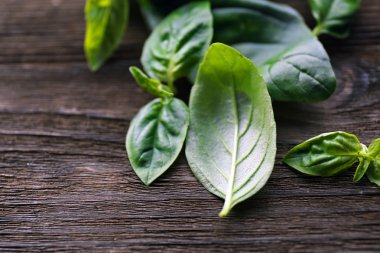 Yeşil taze fesleğen