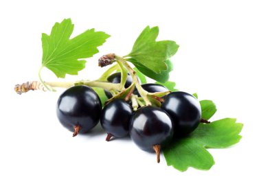 Yeşil yaprakları ile vahşi Siyah frenk üzümü