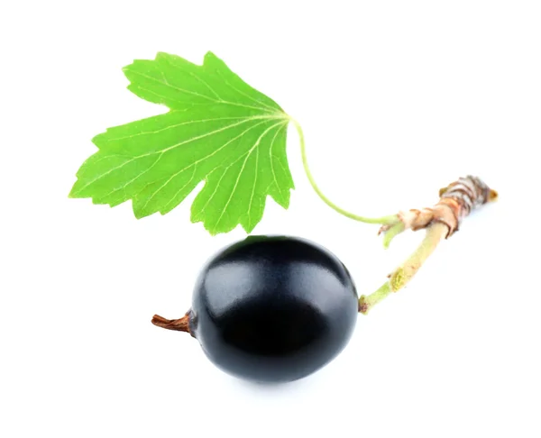 Ribes nero selvatico con foglia verde — Foto Stock