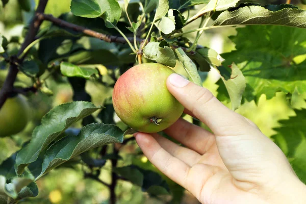 Weibliche Hand pflückt Apfel — Stockfoto