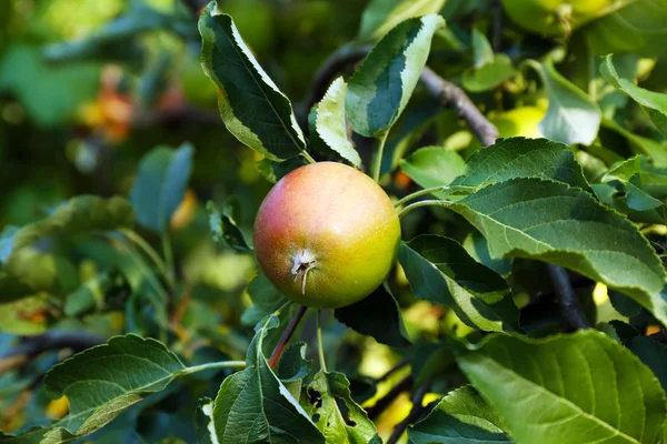 Tak van appelboom — Stockfoto