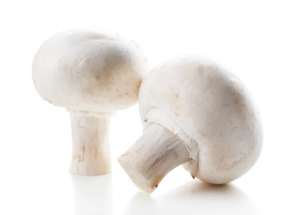 Świeże grzyby champignon — Zdjęcie stockowe