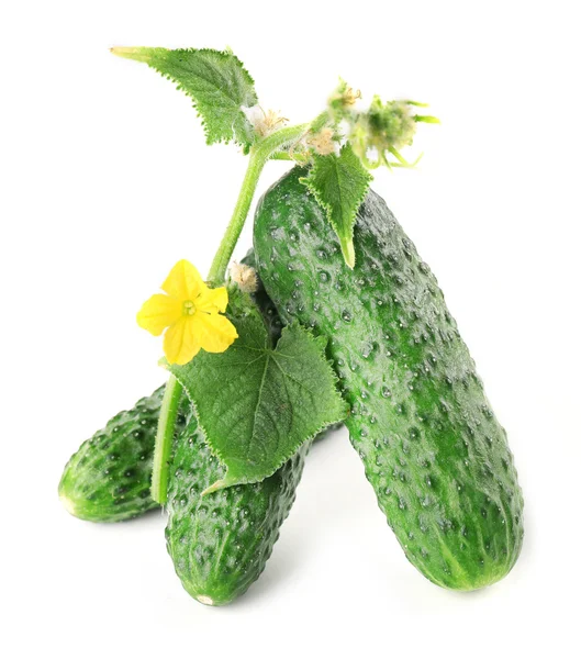 Fresh cucumbers with leaves — Stock Photo, Image