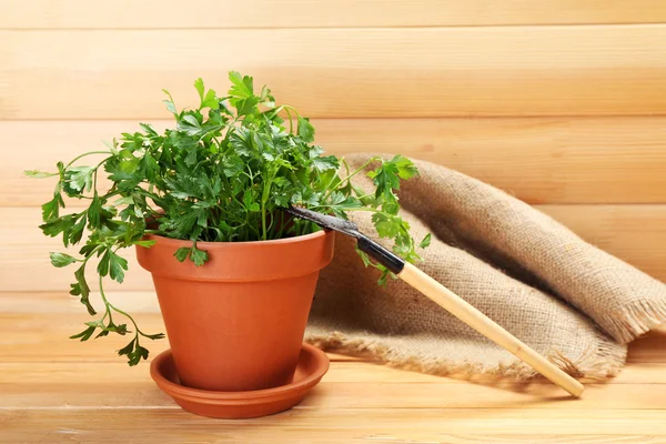 Fresh parsley in pot — Stock Photo, Image