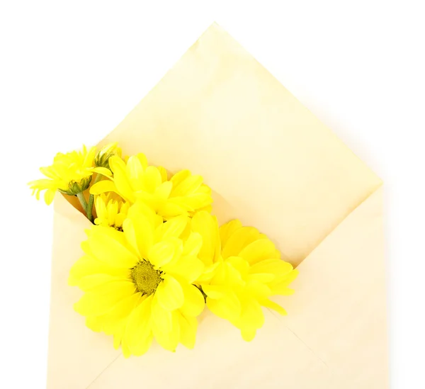 Crisântemo amarelo no envelope — Fotografia de Stock
