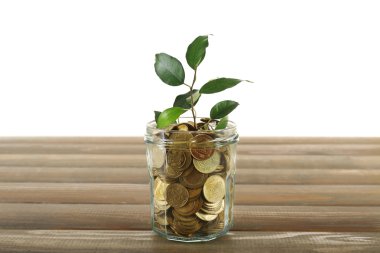 Paralar kapta büyüyen bitki