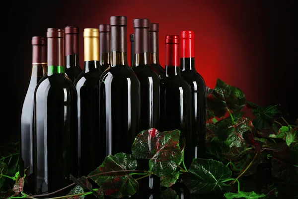 Wine bottles with grapevine — Stock Photo, Image