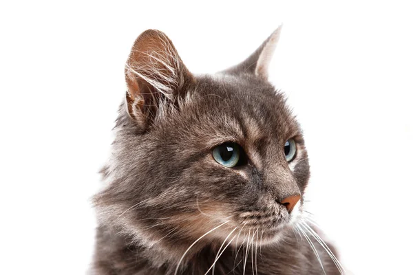 Beautiful grey cat — Stock Photo, Image