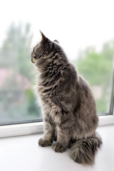 Красивий сірий кіт — стокове фото
