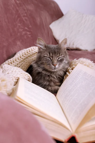 Gato preguiçoso cinza — Fotografia de Stock