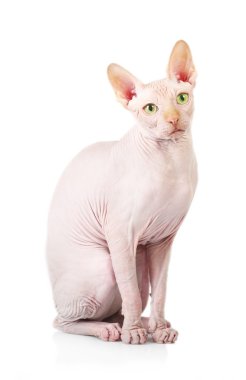 Kedi sphynx, izole