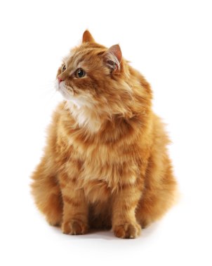 kedi beyazı izole etti