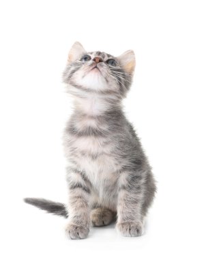 Sevimli küçük gri kedi izole