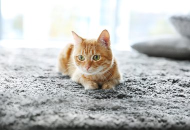 güzel kırmızı kedi