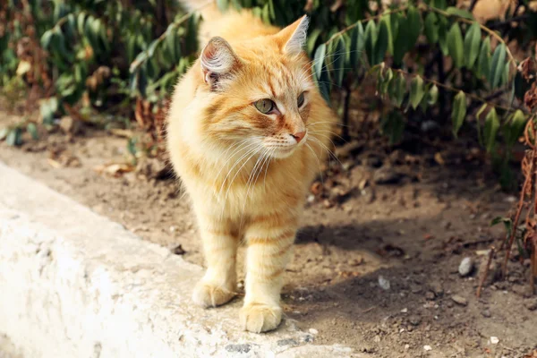 公園の赤い猫 — ストック写真