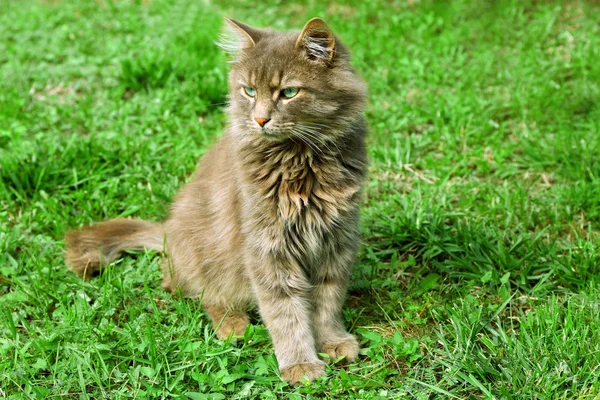 Grey cat on green grass — Stock Photo, Image