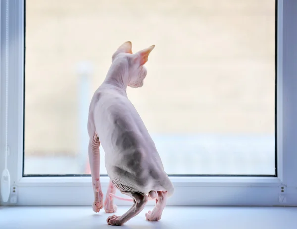 Sphynx cat looking out the window — Stock Photo, Image