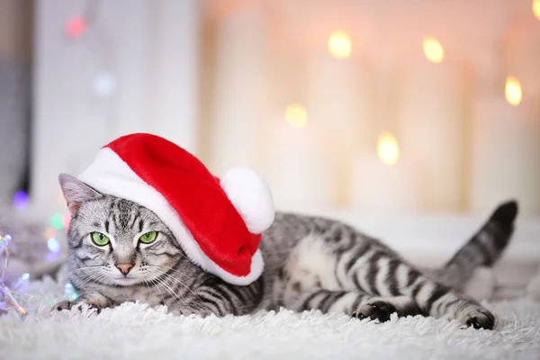 Katze auf hellem Hintergrund — Stockfoto