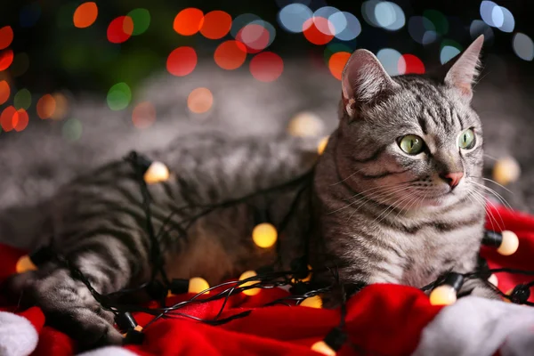 Schöne Katze in der Nähe des Weihnachtsbaums — Stockfoto