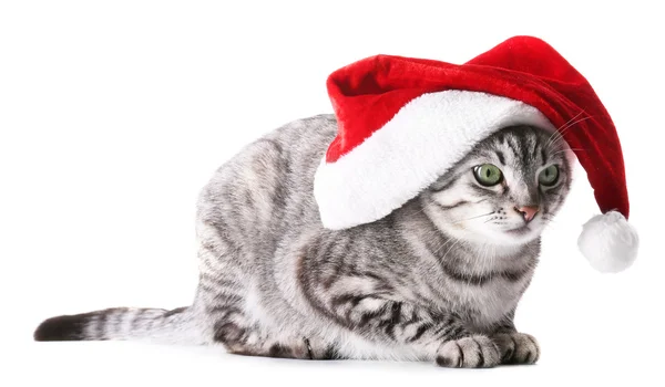 Boże Narodzenie kota na białym tle — Zdjęcie stockowe