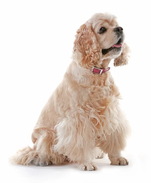 Amerikansk cocker spaniel isolerade — Stockfoto