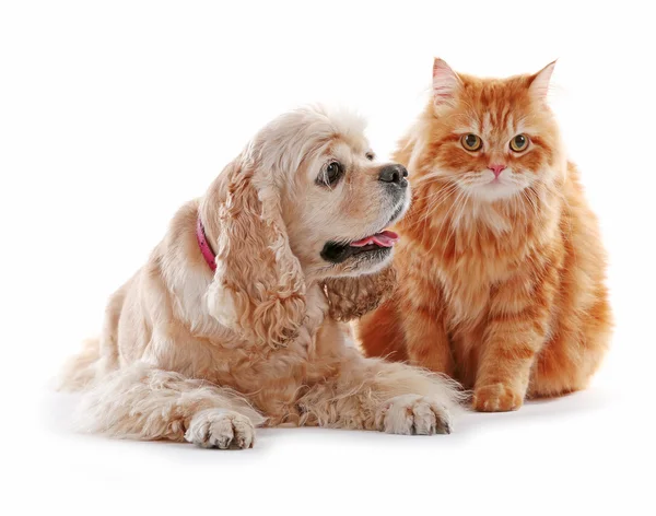 Amerikan cocker spaniel ve kırmızı kedi — Stok fotoğraf