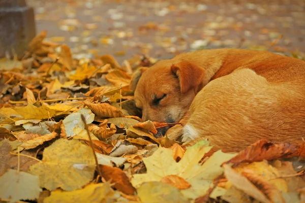 Cão adormecido no parque — Fotografia de Stock