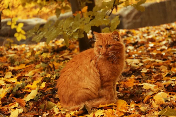 Röd katt i parken — Stockfoto